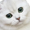 national_cat.png national_cat.png -