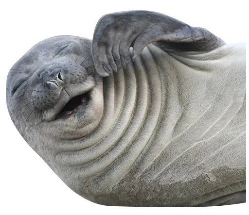 sealsseals sealsseals -