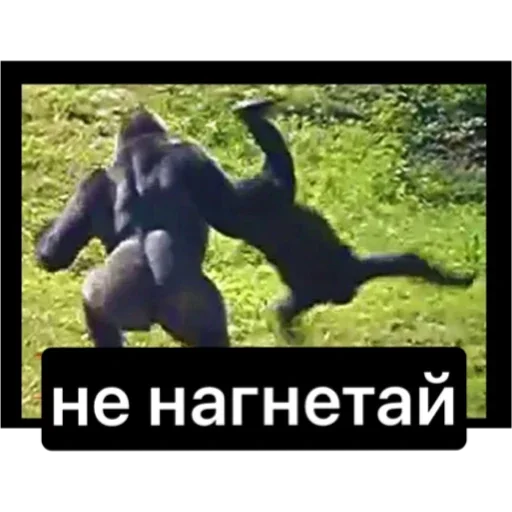 nenagnetai nenagnetai - скриншот