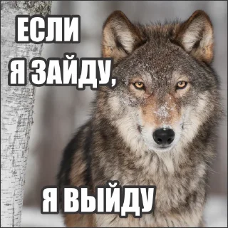 Sticker Волчьи стикеры @neural_wise_wolf - 4
