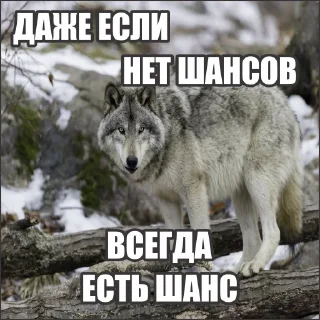 Sticker Волчьи стикеры @neural_wise_wolf - 11