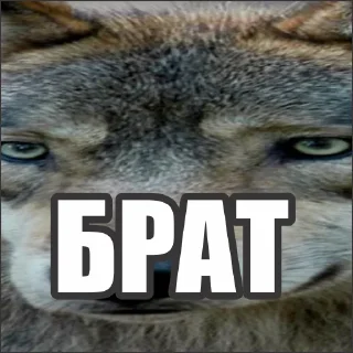 Sticker Волчьи стикеры @neural_wise_wolf - 6