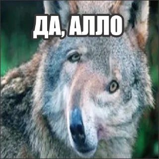 Sticker Волчьи стикеры @neural_wise_wolf - 5