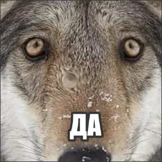 Sticker Волчьи стикеры @neural_wise_wolf - 1