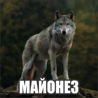 Sticker Волчьи стикеры @neural_wise_wolf - 10