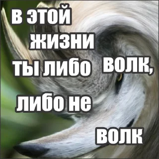 Sticker Волчьи стикеры @neural_wise_wolf - 8