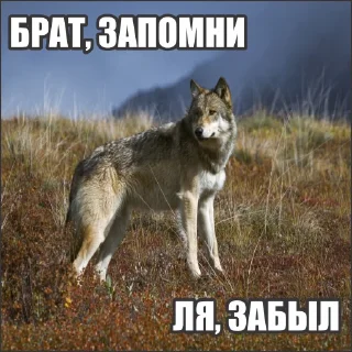 Sticker Волчьи стикеры @neural_wise_wolf - 2