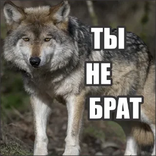 Sticker Волчьи стикеры @neural_wise_wolf - 9