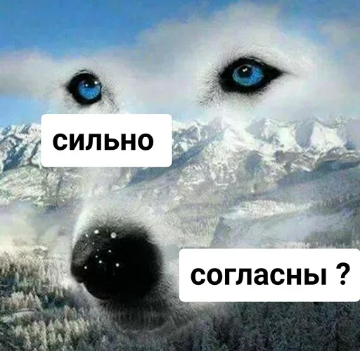 text text snow animal