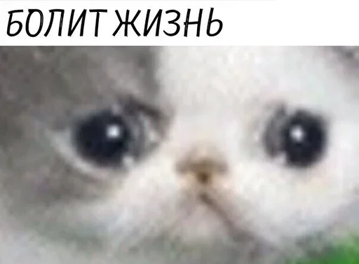 mammal mammal animal cat