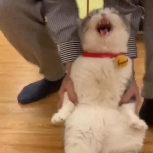 kucing by yana - 