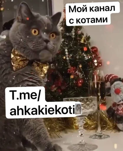коты никиты by @fStikBot коты никиты by @fStikBot -