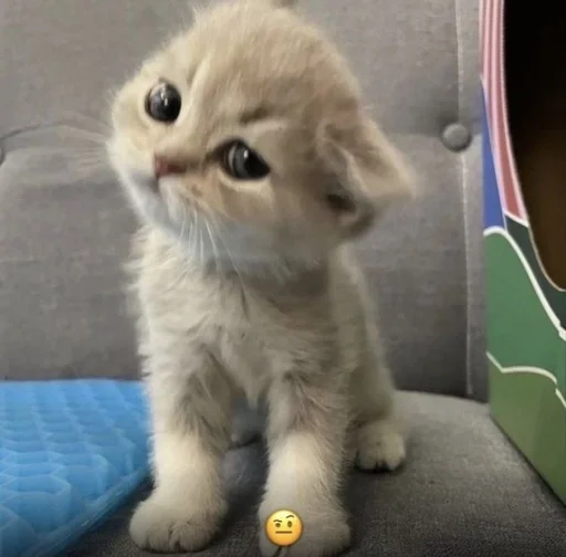 Мяу? Типо котики Мяу? Типо котики -