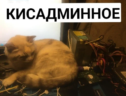 animal animal mammal cat
