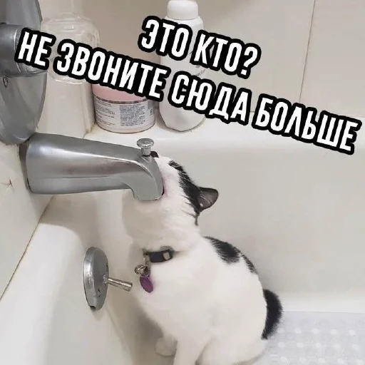 animal animal cat sink