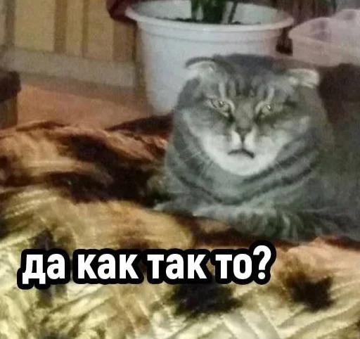 text text mammal cat