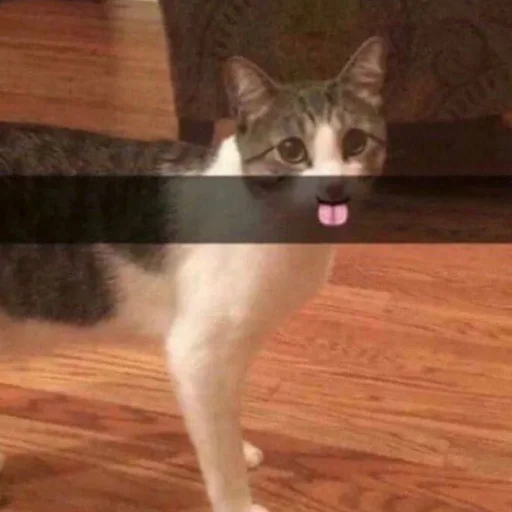 small to medium-sized cats small to medium-sized cats felidae floor