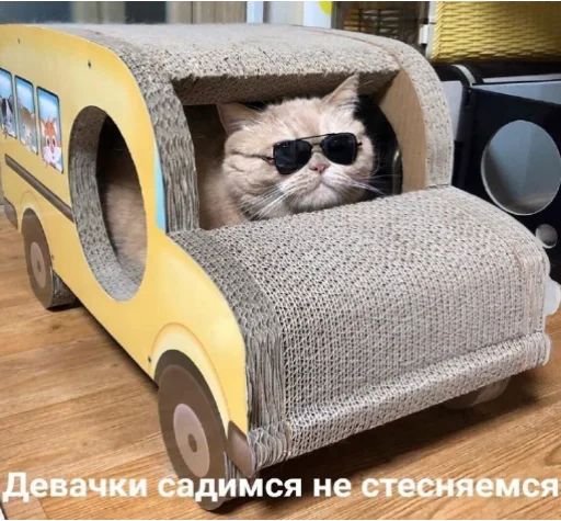 animal animal small to medium-sized cats felidae