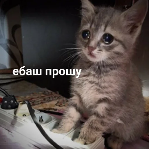 animal animal mammal cat