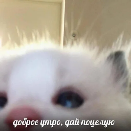 animal animal mammal small to medium-sized cats