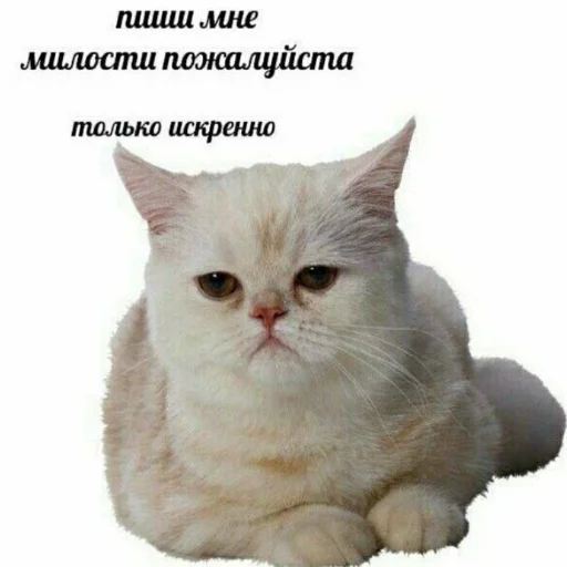 mammal mammal animal cat