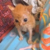 nyanyanyanyanyanyamimimimimimi nyanyanyanyanyanyamimimimimimi -