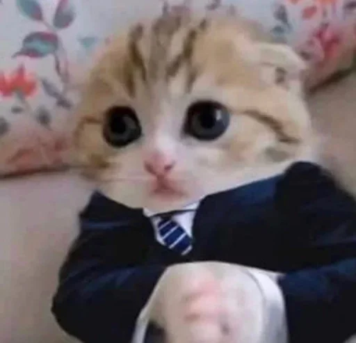 котики няши котики няши -