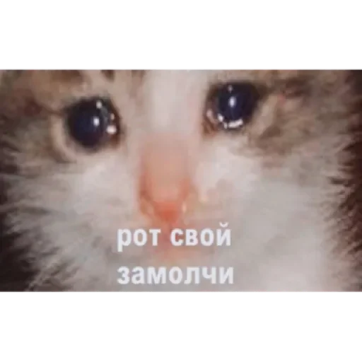 Sticker Чат by @stqrapp - 7