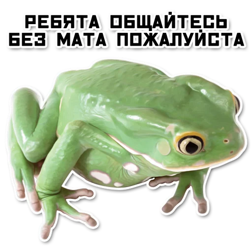 ордер жаберс ордер жаберс -
