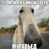 based greyhounds based greyhounds -