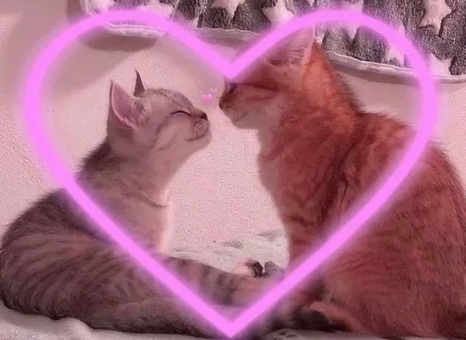 @ilovekatusha 1 @ilovekatusha 1 - кошки малого и среднего размера