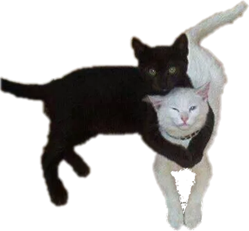 животное животное домашняя кошка кошка