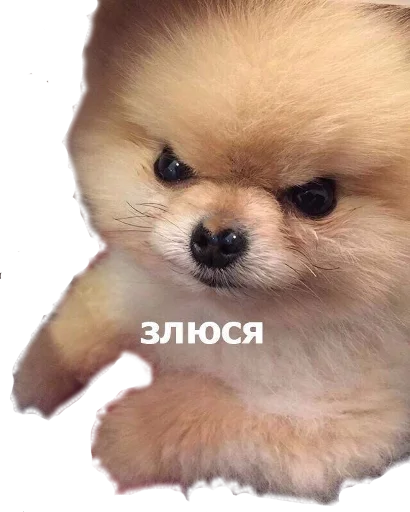 животное животное млекопитающее собака