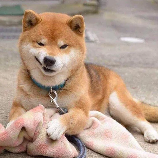 Optimistic Doge Optimistic Doge -