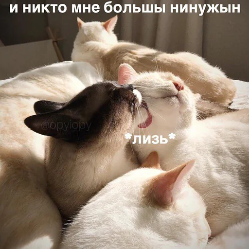 animal animal mammal cat