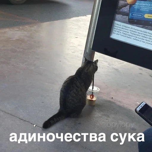text text mammal animal
