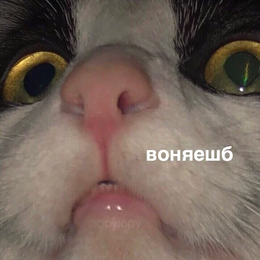 animal animal mammal cat