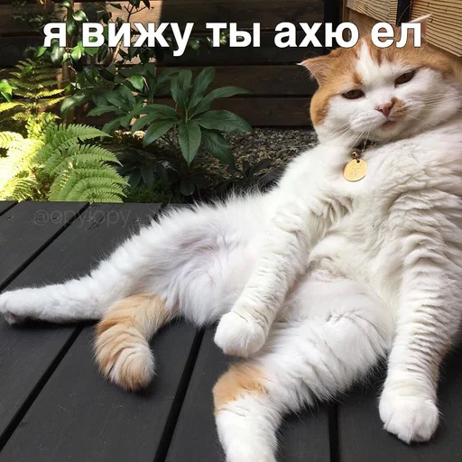 mammal mammal animal domestic cat