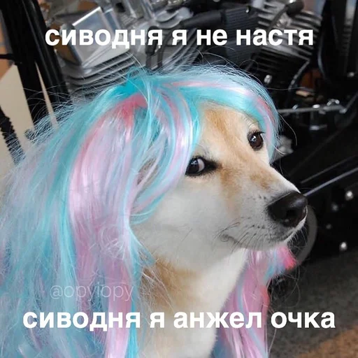 pet pet animal dog breed