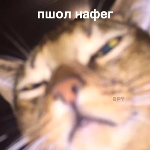 animal animal mammal cat