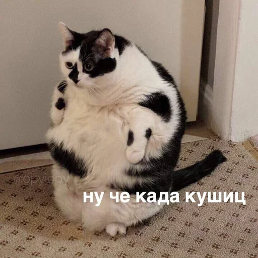 mammal mammal animal small to medium-sized cats