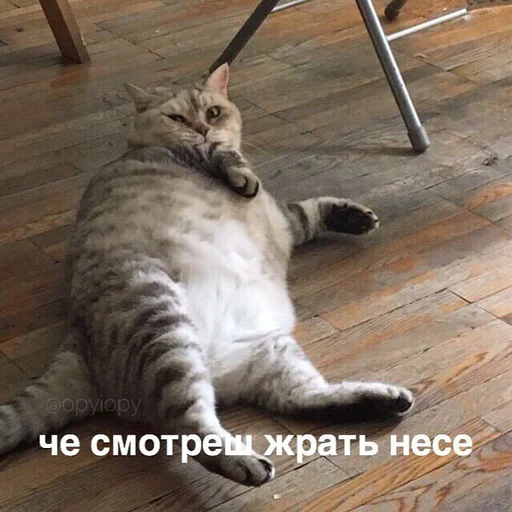 animal animal small to medium-sized cats felidae