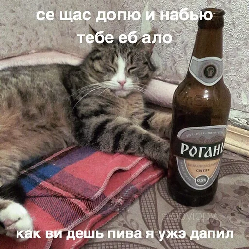 animal animal small to medium-sized cats text