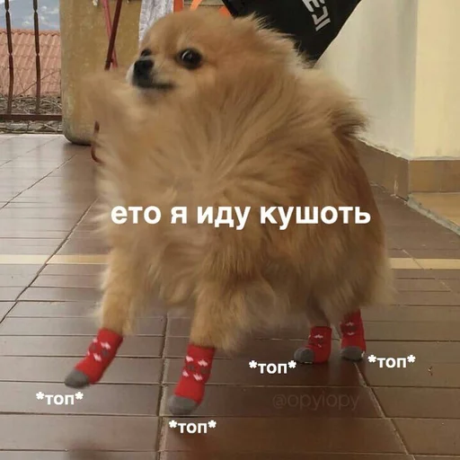 dog dog animal pet