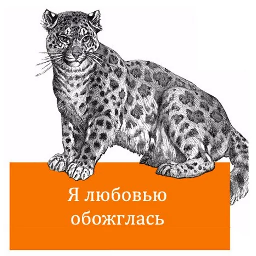 animal animal mammal text