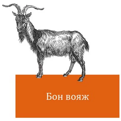 goat goat animal mammal