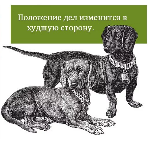 text text dog breed dog