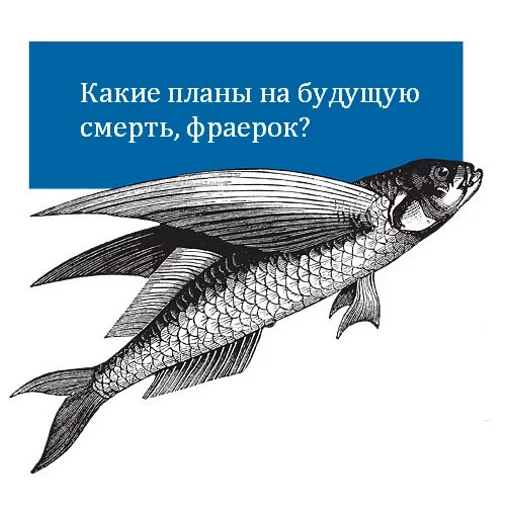 text text fish animal