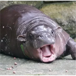 Стикер Hippo - 0