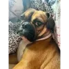 Собакен Собакен -